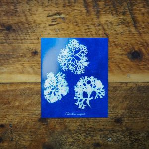 Irish Moss Gift Card - Natural History Museum Collection