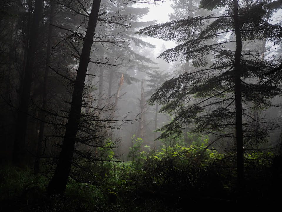 Mist in Annalong Woods