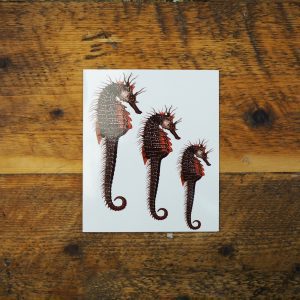 Seahorse Gift Card- Natural History Museum Collection
